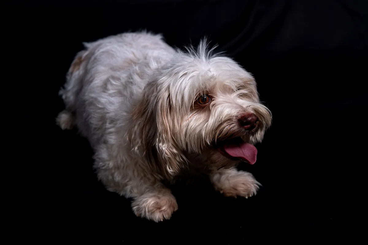 Small Griffon dog photographed alone during a studio pet photography session against a dark background